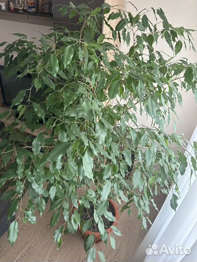 Фикус бенджамина