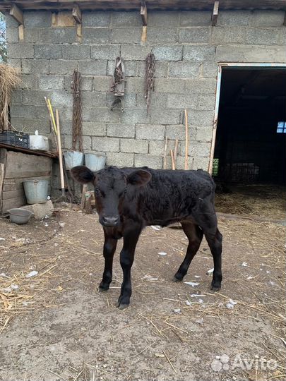 Коровы телята