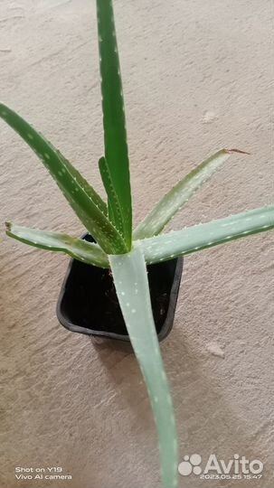 Комнатные растения цветы