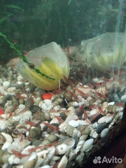 Креветки вишни. Улитки Маризы.Растения