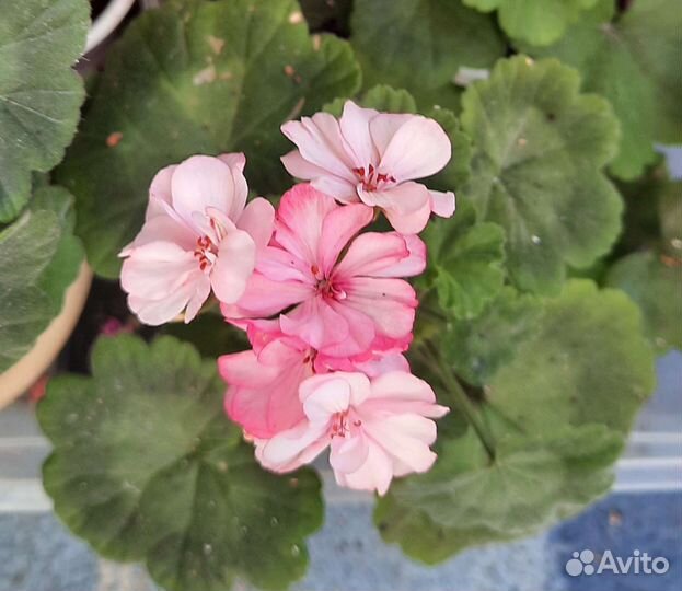 Герань пеларгония