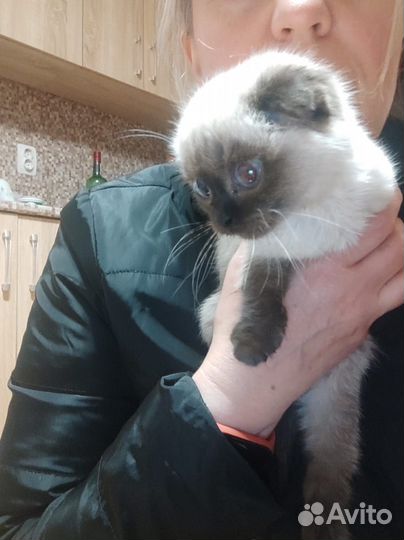 Кошка в дар