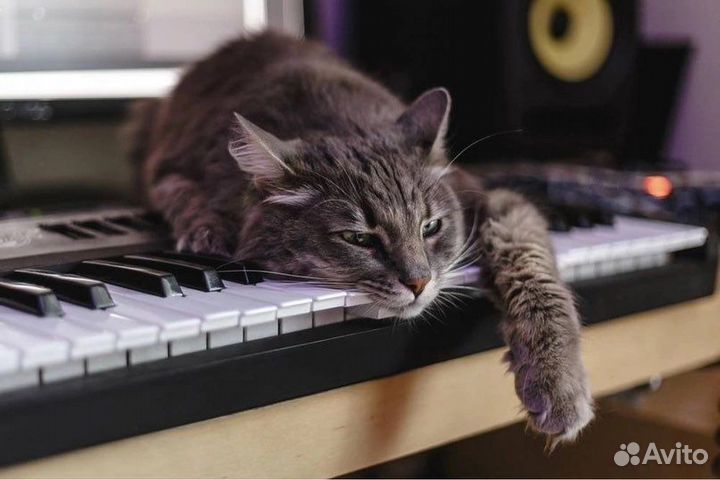 Обучение игре на гитаре, фортепиано, виолончели