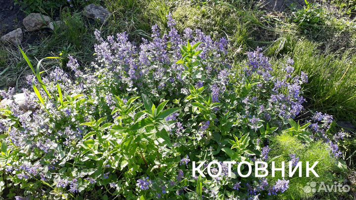 Саженцы пряных трав