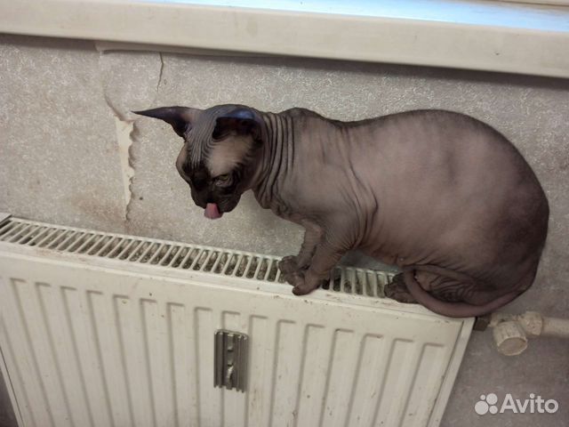 Передержка животных, котоняня, зооняня