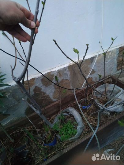 Саженцы инжира