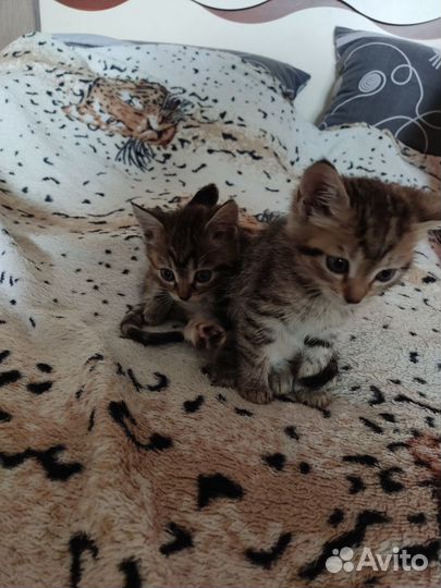 Кошки в добрые руки