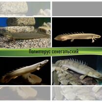 Аквариумные полиптерусы, змееголовы и каламоихты, Москва