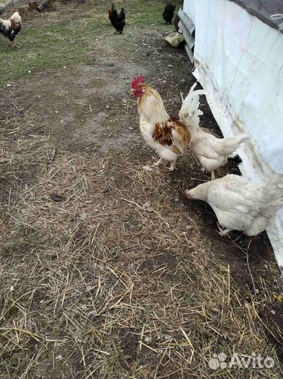 Молодые петухи