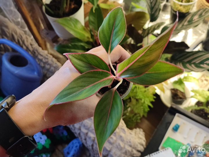 Аглаонема крит