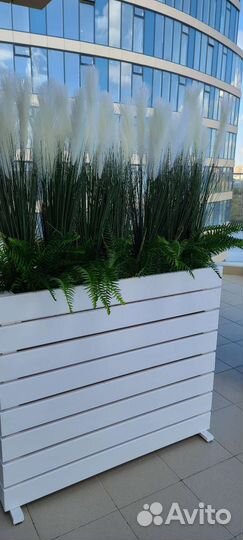 Осока, пампасы,папоротник