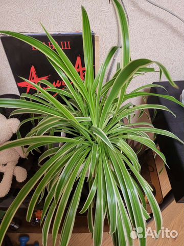 Домашние растения