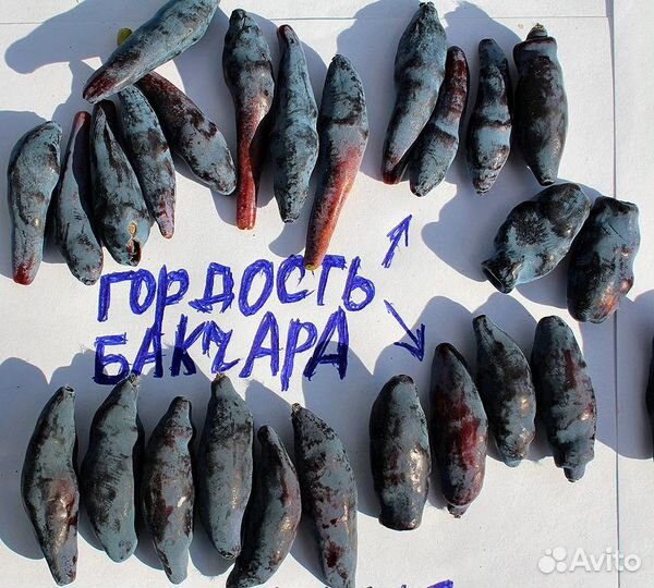 Жимолость Югана, Бист, Близзард, Бьюти,Восторг