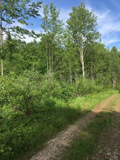 Участок 17,4 сот. (СНТ, ДНП)