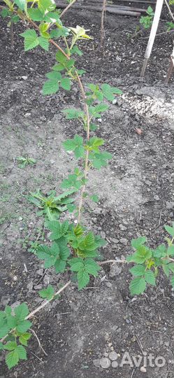 Саженцы малины