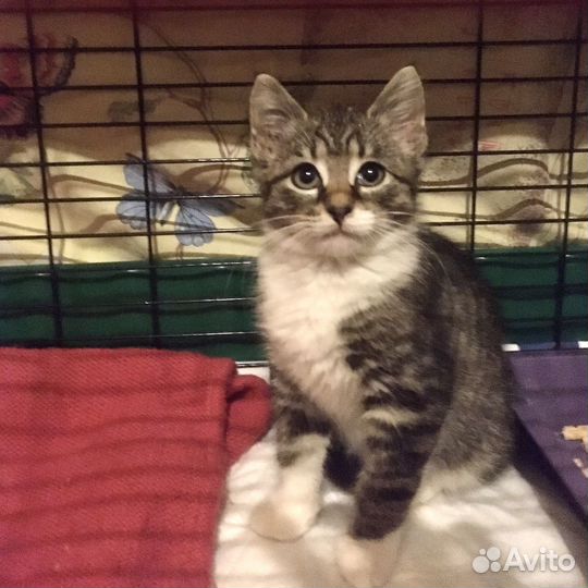 Котенок мальчик