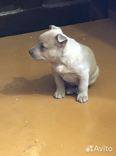 Собаки щенки