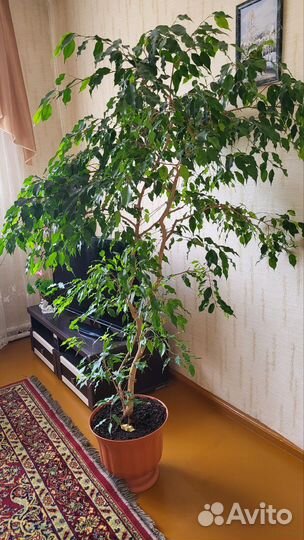 Фикус бенджамина