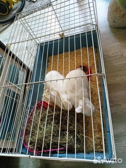 Кролики Гермелин пара