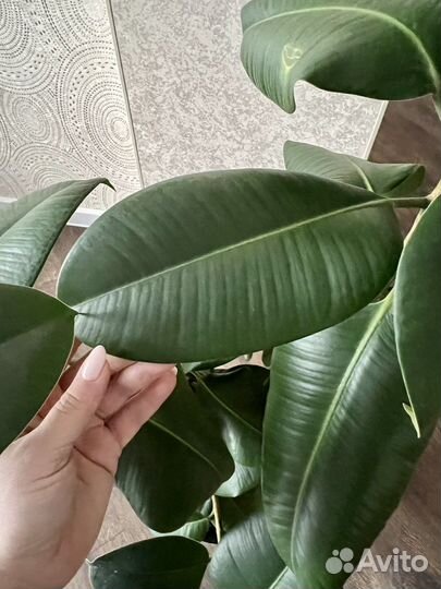 Фикус каучуконосный большой 1,5 метра