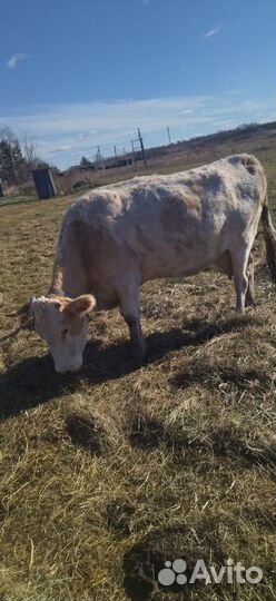 Корова дойная