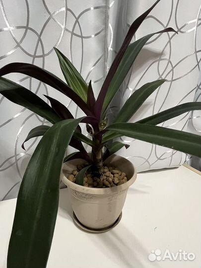 Традесканция рео