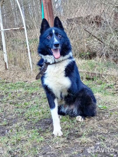 Трехлапик мечтает о доме