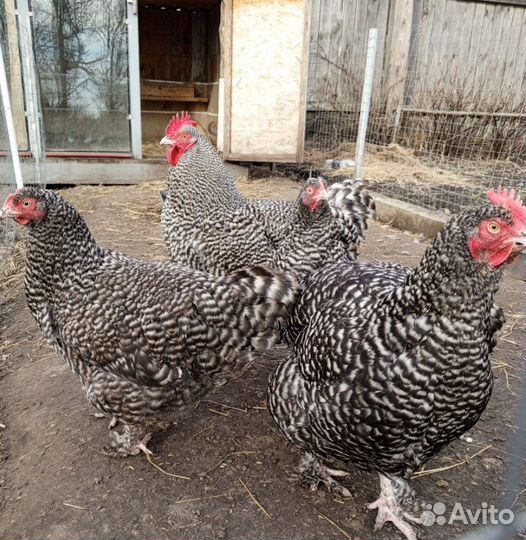 Ия кур разных пород