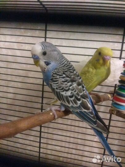 Ветврач передержка