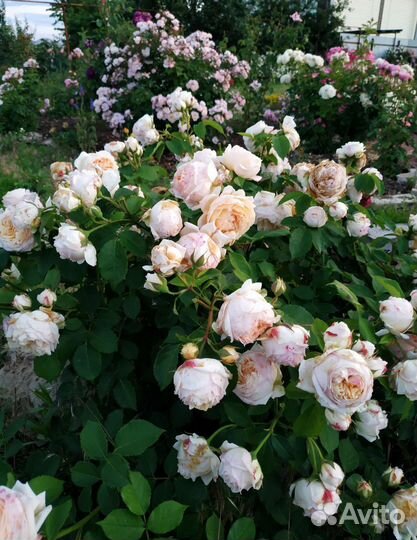 Саженцы роз шрабы / большие кустовые/полуплетистые