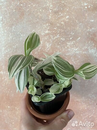 Комнатные растения цветы