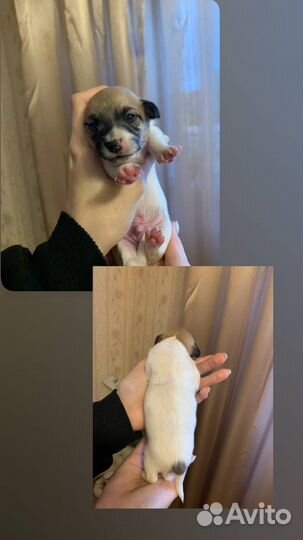 Щенки джек рассел терьер гладкошерстный