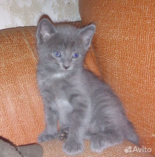 Отдам котят