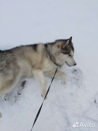 Прядение собачьего пуха
