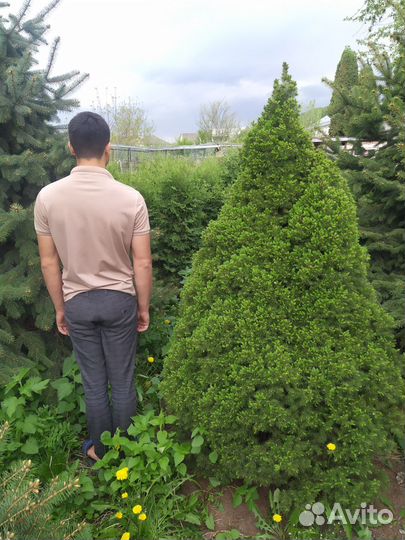 Хвойные растения