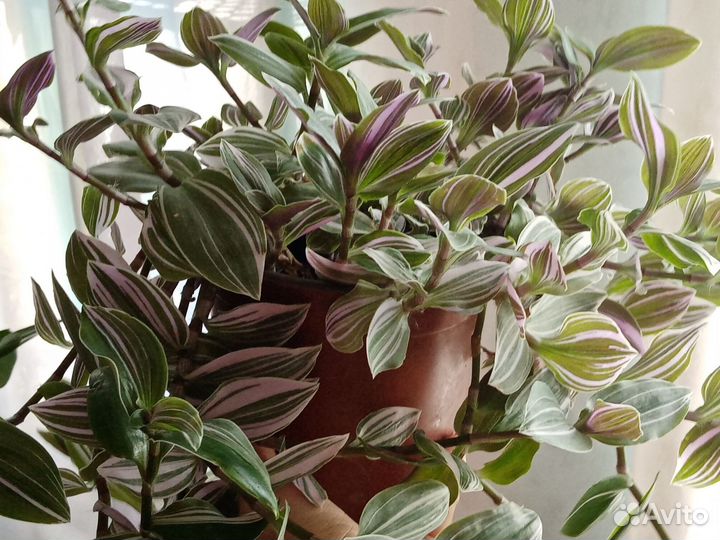 Цветы разные