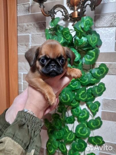 Щенки пти брабансона