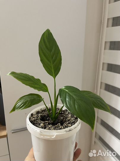 Спатифиллум, женское счастье