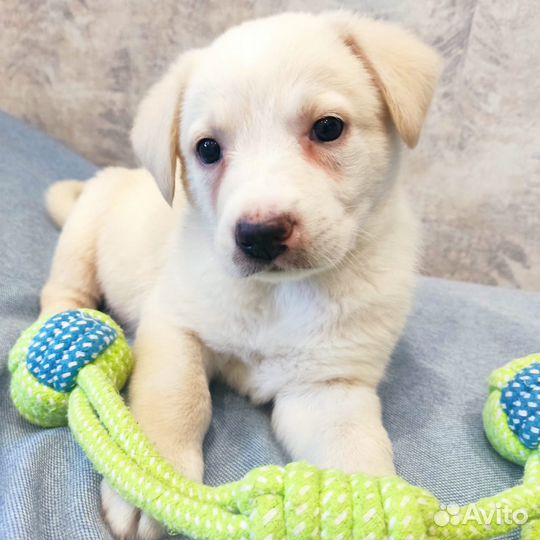 Щенок девочка. Блу 1,5 м