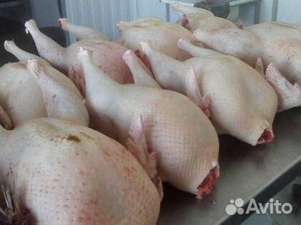 Мясо индейки, индюшатина