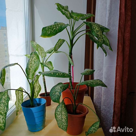 Диффенбахия Тропик Сноу (3 сред. 2 бол.)