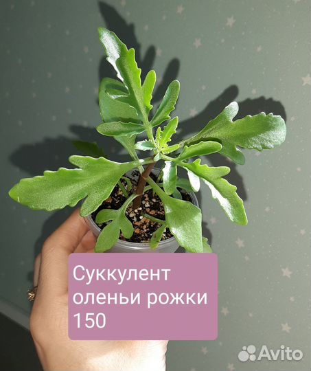 Комнатные суккуленты