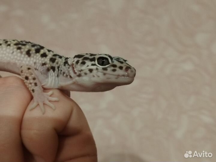 Эублефары самки
