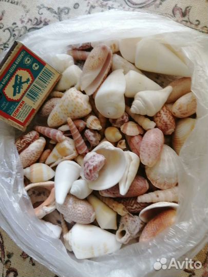 Ракушки для миниаквариума