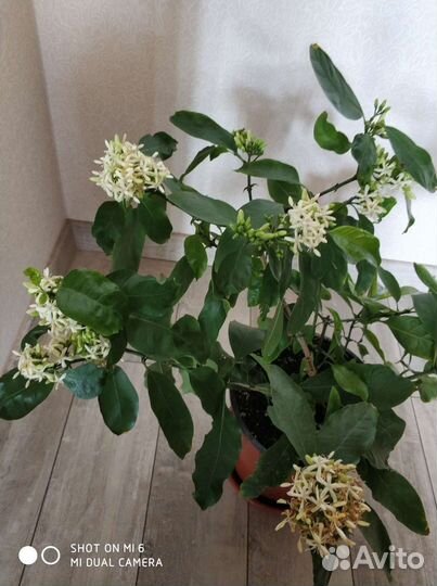 Комнатная экзотика