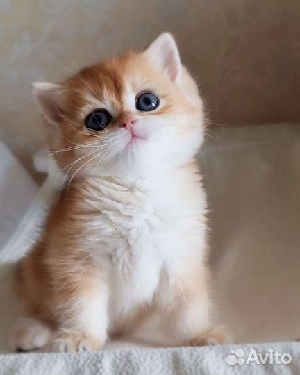Британские котята золотая шиншилла