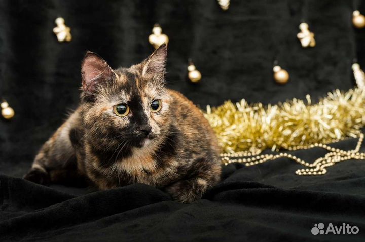 Черепаховая кошка