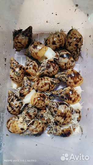 Улитки Ахатины