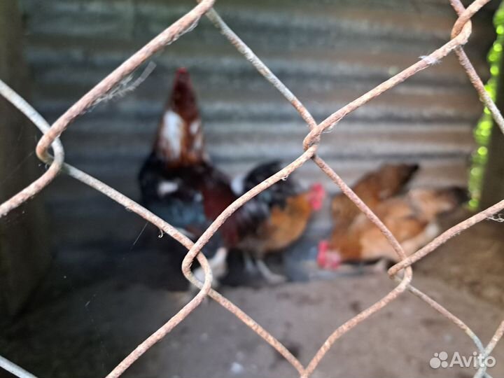 Куры молодки несушки