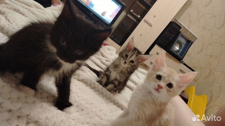Котята мейн-кун